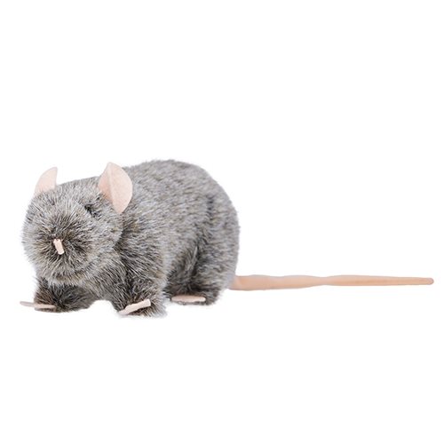 Råtta, 30 cm