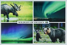 Fotomagnet Wildlife of Sweden